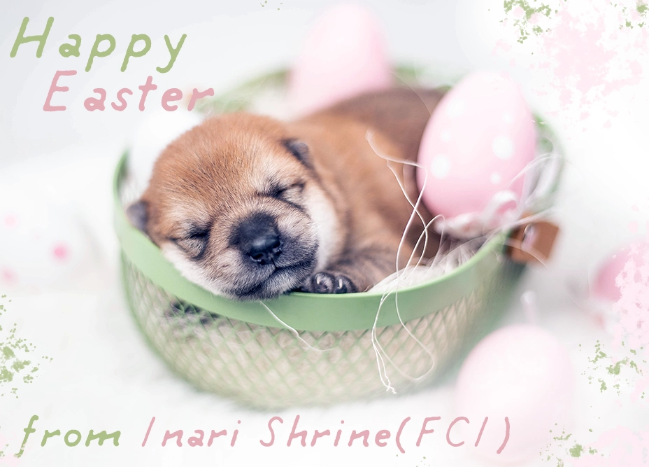 wielkanoc shiba inu hodowla święta