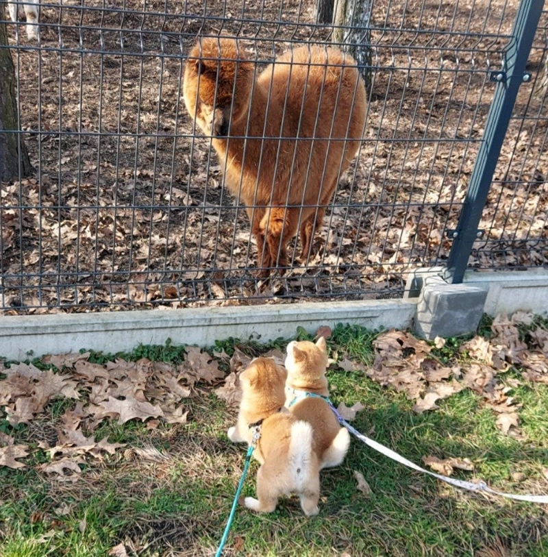 Socjal międzygatunkowy