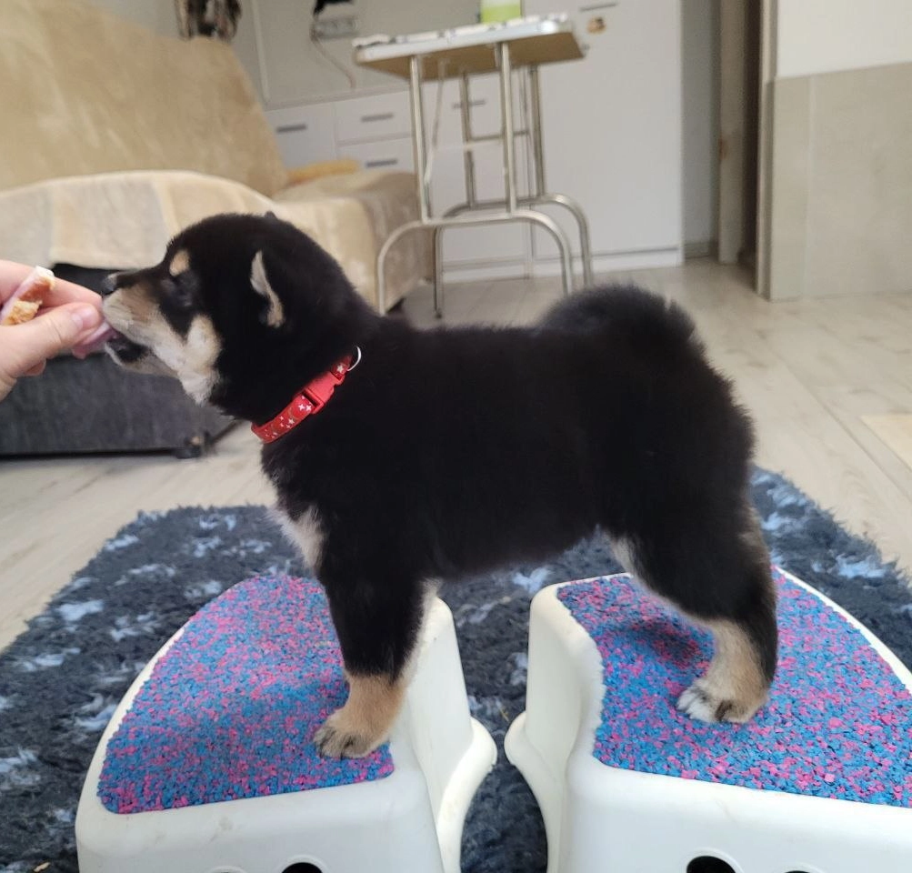 Przygotowanie do wystaw