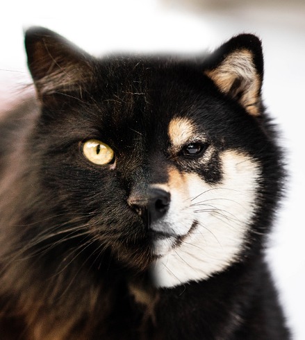 shiba inu kocia rasa charakter jak kot