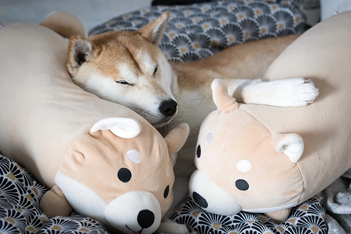 shiba-adopcja