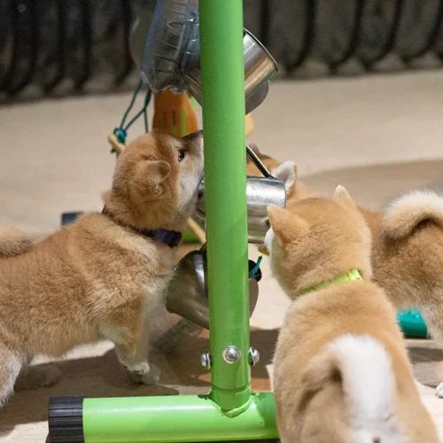 hodowla shiba inu socjalizacja na co zwracać uwagę jak wybrać