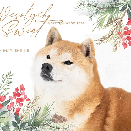 Wesołych Świąt i Szczęśliwego Nowego Roku!