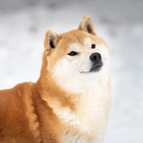 czerwona ruda shiba inu wesoły pieseł śnieg rudy